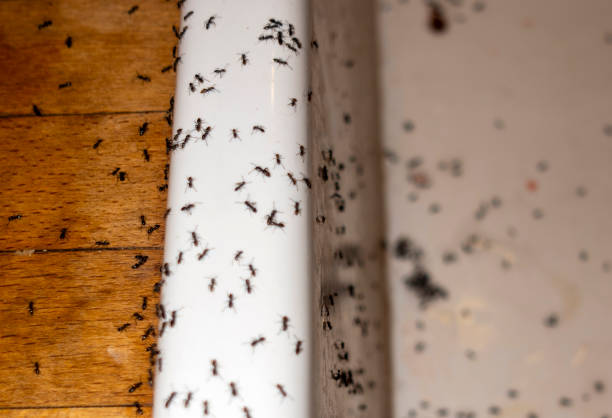 Pest Prevention Services in Wellsville, MO