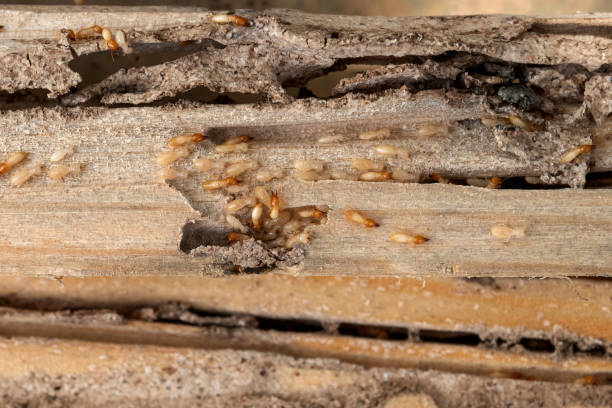 Best Wildlife Control Services  in Wellsville, MO
